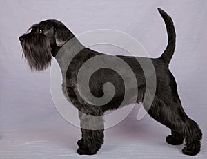 Black miniature Schnauzer