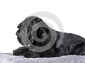 Black miniature schnauzer dog