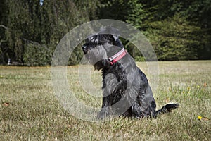 Black miniature Schnauzer in a park