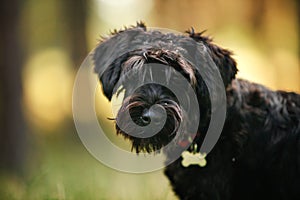 Black miniature schnauzer puppy standing outdoors