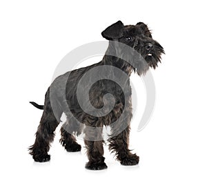 Black miniature schnauzer in studio