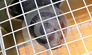 A black mink in a cage looks through the bars