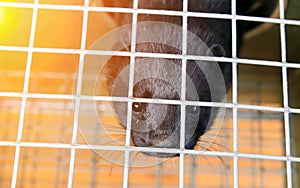 A black mink in a cage looks through the bars