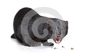 Black mink eat dry food