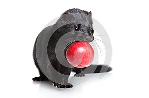 Black mink with red apple on white background