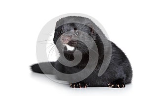 Black mink on white background