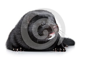 Black mink on white background
