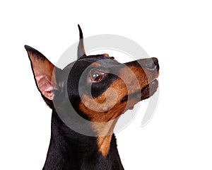 Black Minuture Pinscher