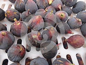 Black Mission Fig, Ficus carica 'Mission'