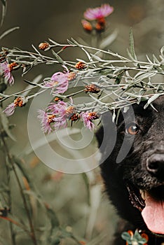 Black mixed breed dog eye close up with summer flowers outdoors