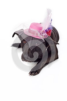 Black Mixed Breed Dog with Fancy Fascinator Hat