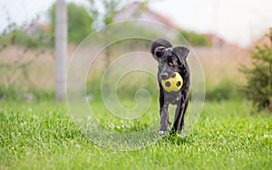 Black mixed breed dog playing ball