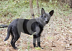 Black mixed breed puppy dog