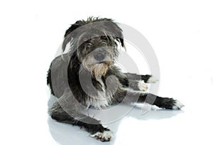 BLACK MIXEDBRED DOG LYING DOWN AGAINST WHITE BACKGROUND WITH A