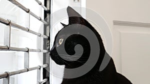 Black moggie cat in the window watching outside due to curiosity