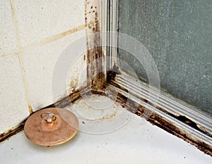 Black Mold photo