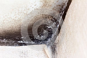 Black mold in the corner of the living room, fungus