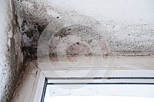 Black mold and fungus on wall near window, from excessive moisture. Humidity damage wall grow mold