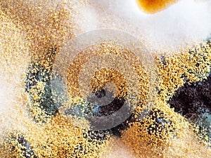 Black mold. Microbiology. Bacterium colony, macro and top view