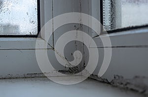 Black mold on a plastic white window close up