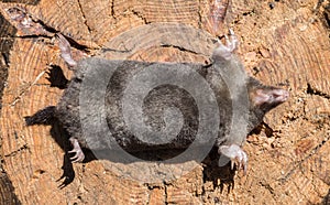 The black mole lies belly up against the background of a cut of the tree