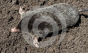 Black mole lies on a pile of excavated soil