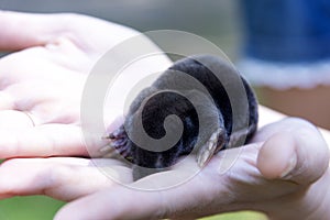 Black mole on the palms of a woman. Garden pests