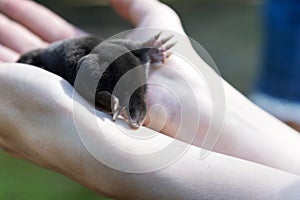 Black mole on the palms of a woman. Garden pests