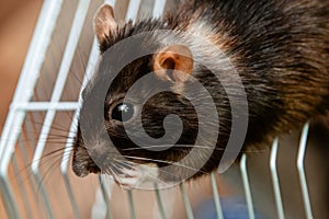 A black molting rat sits on top of the cage. Curious pet, rodent