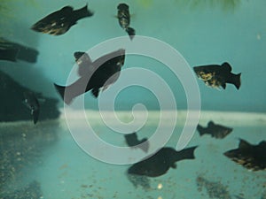 black moly fish in an aquarium with plants