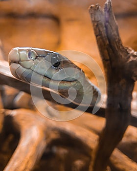 The black mamba is one of the deadliest snakes on the planet photo