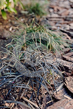 Black mondo grass or Ophiopogon planiscapus in garden photo