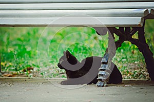 A black, mongrel cat sits on the street under a bench