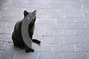 Black mongrel cat sitting on the pavement
