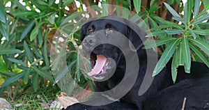 black mongrel dog climbs in the shade of trees in the summer and yawns tiredly and looks around