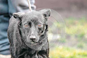 Black mongrel dog on a leash