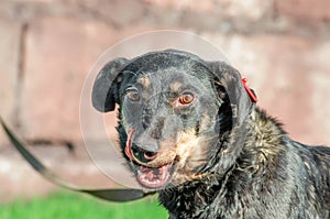 Black mongrel dog on a leash licks his lips