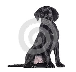 Black Mongrel dog, ten weeks old, isolated on white
