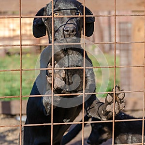 Black mongrel puppy came paws on the lattice