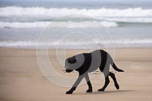 Black mongrel stray dog on the beach