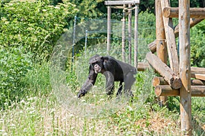 A black monkey