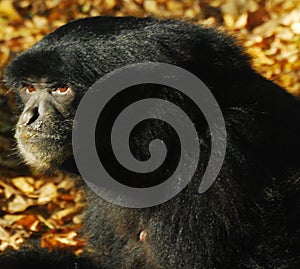 Black monkey