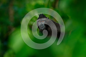 Black monkey hidden in the green vegetation, sitting in the nature habitat, dark tropical forest. Celebes crested Macaque, Macaca