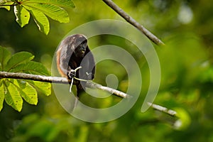 Black monkey. Mantled Howler Monkey Alouatta palliata in the nature habitat. Black monkey feeding in forest. Black monkey in the t