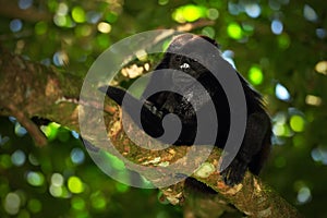 Black monkey. Mantled Howler Monkey Alouatta palliata in the nature habitat. Black monkey in the forest. Black monkey in the