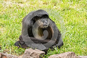 A black monkey is sitting in the grass