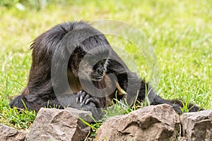 A black monkey is sitting in the grass