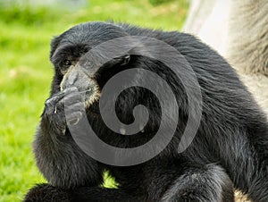 Black monkey sitting on the grass in the zoo