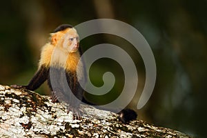 Black monkey sitting on the tree branch in the dark tropic forest. Monkey White-headed Capuchin, Cebus capucinus. Monkey in the na