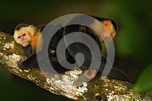 Black monkey sitting on the tree branch in the dark tropic forest. Monkey White-headed Capuchin, Cebus capucinus. Monkey in the na
